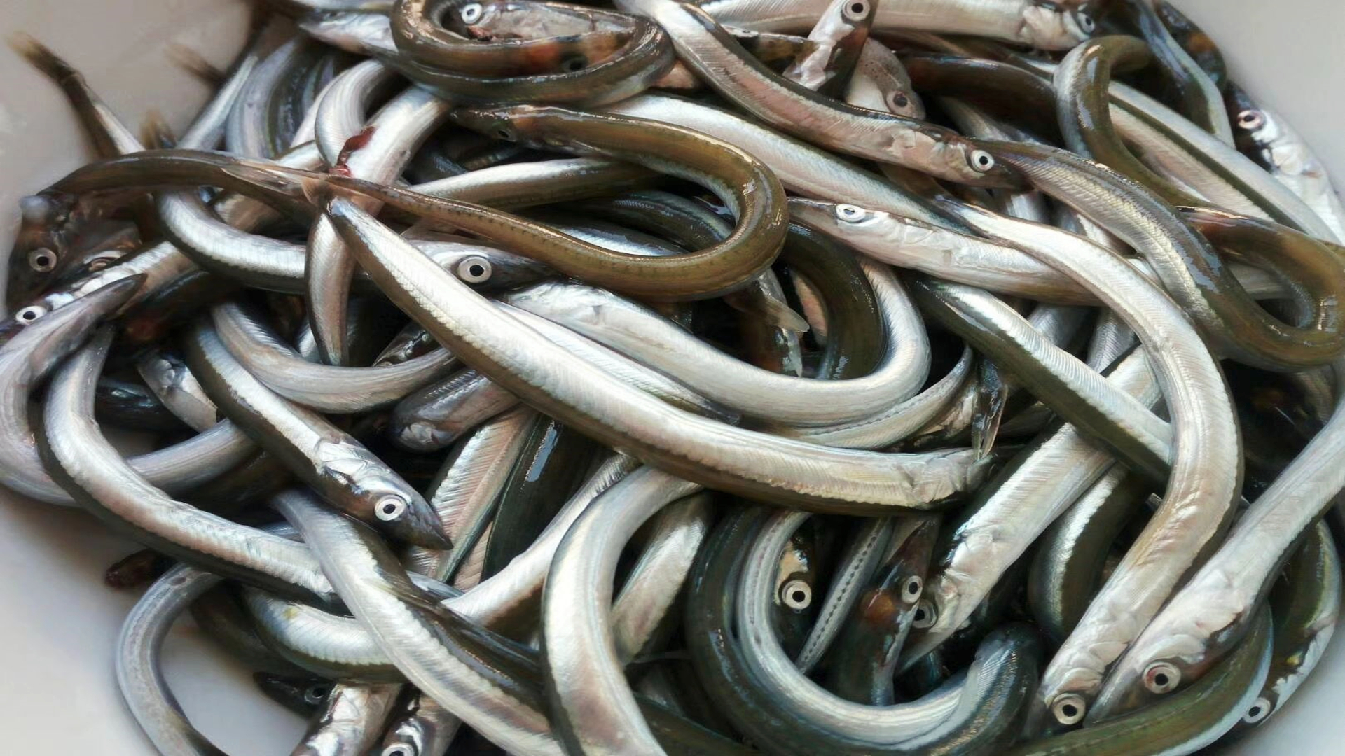 深海鱼有哪些有哪些深海鱼是大家常吃的