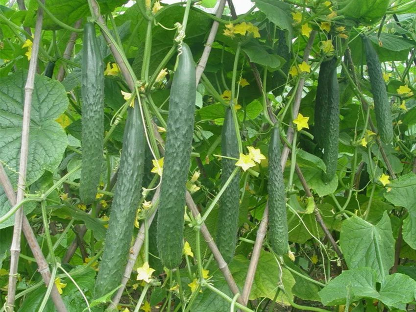 五月份种植什么农作物（5月快种上6样青菜鲜美又营养）