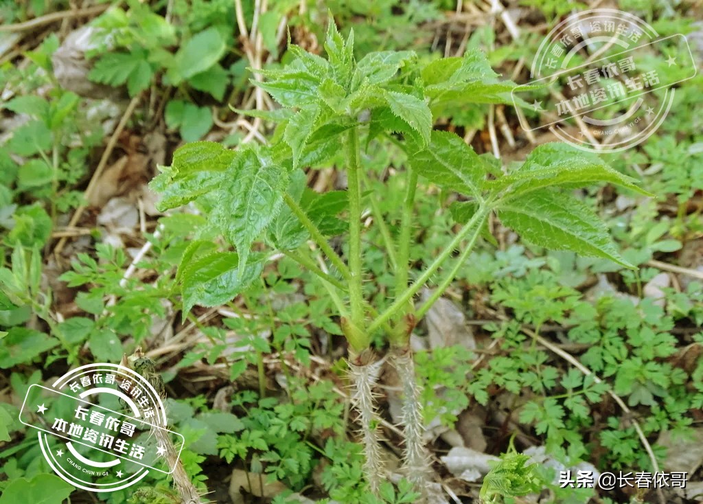 刺五加吃法大全（长白山珍品野菜刺五加科普）