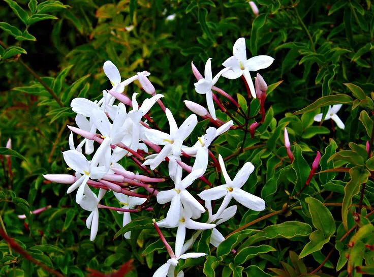 芳枝馥郁，仙气飘飘的素馨花