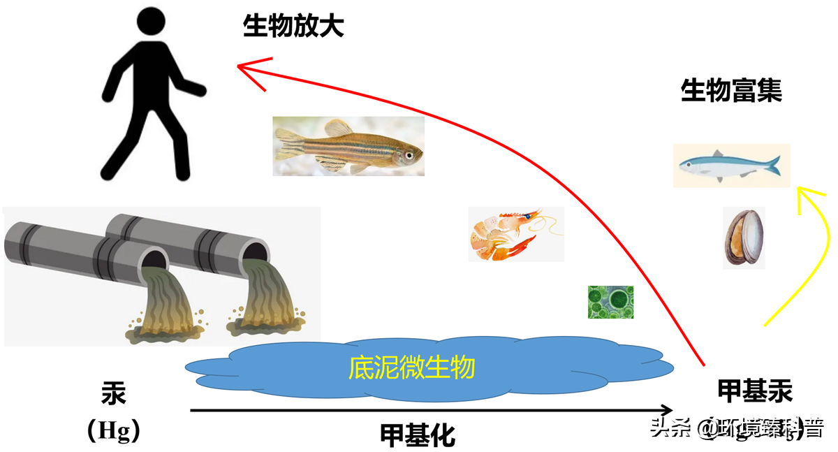 在微生物的存在下,通过甲基钴胺素等物质,将无机汞转化为甲基汞的过程