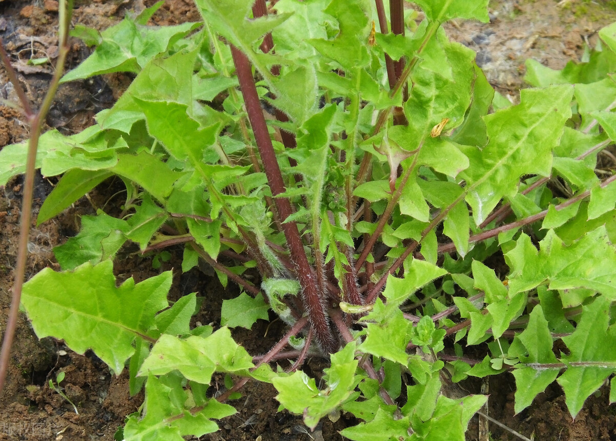 童年的美味,長大後卻很難吃到的100種野菜,你吃過幾種?(三)