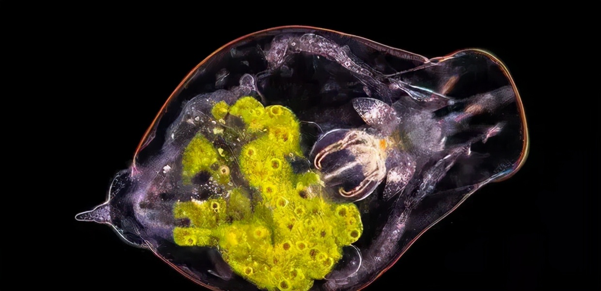 水产养殖中"轮虫"的秘密