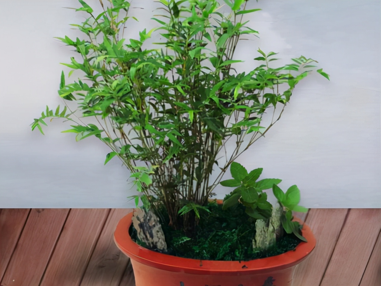 凤尾竹开花（盘点3种绝美可以养在室内的竹子）