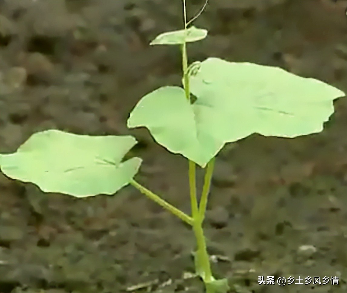 蛇豆怎么种能快出苗（蛇豆种植技术全过程）