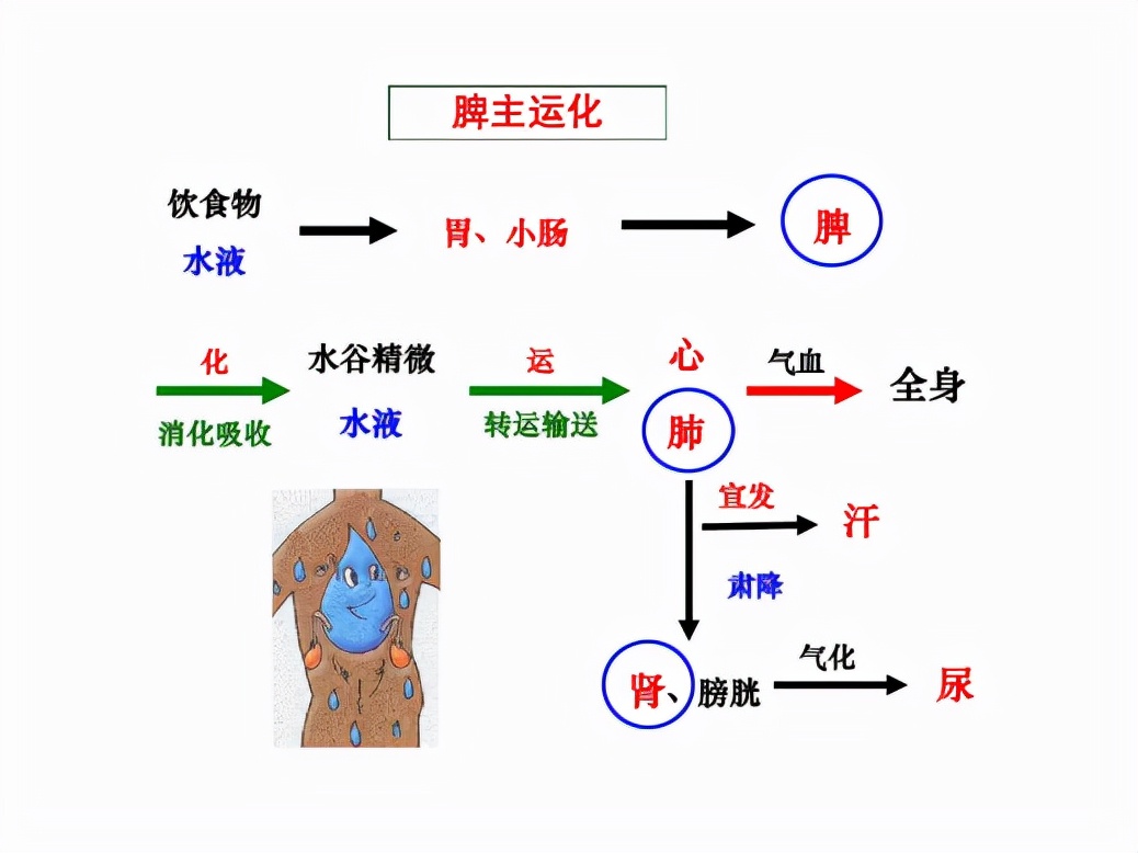 口腔有异味？可能是脾虚湿热！1个方子，健脾胃，祛湿热，除口臭