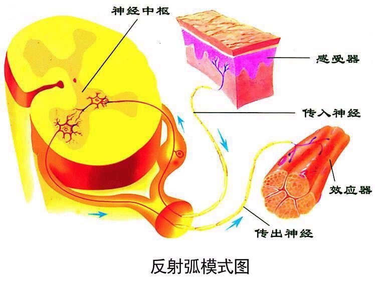 从外周感受器接受信息,经传入神经,将信息传到神经中枢,再由传出神经