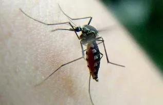 蚊子五大克星，巧妙利用蚊虫弱点进行防治，轻松过夏