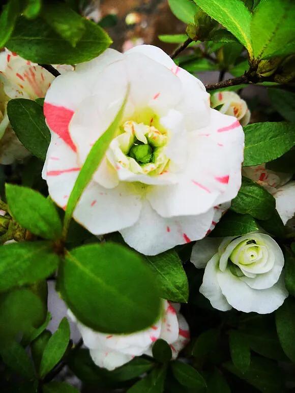 白五宝绿珠杜鹃～花朵中央有一绿色花蕾,浑圆如珠