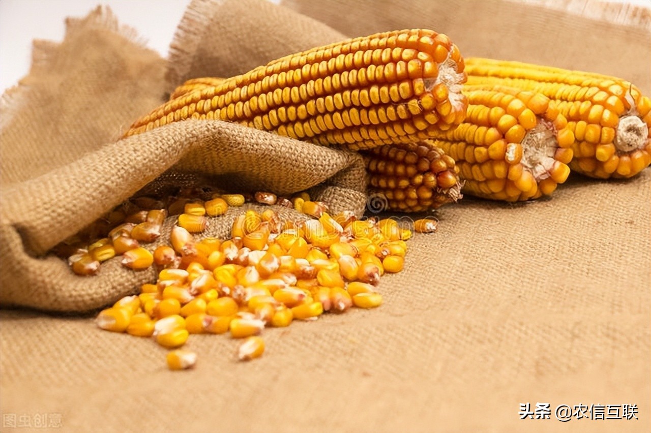 最新玉米价格行情丨新麦上市，玉米跌，会像去年一样一落不起吗？