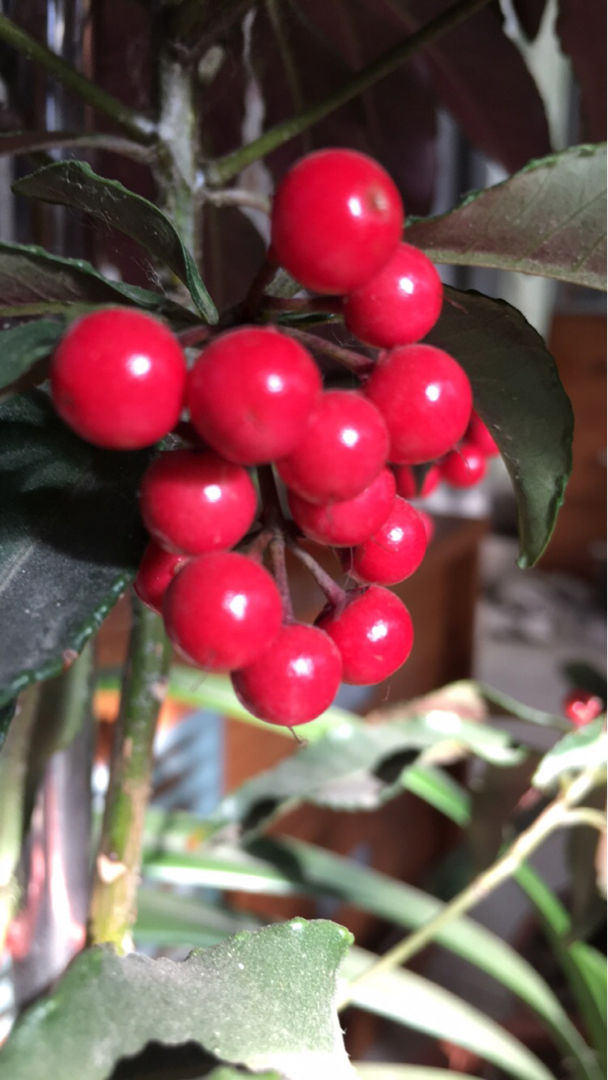 红果果是什么意思(梦见吃红果子是什么意思)-我的快乐小窝