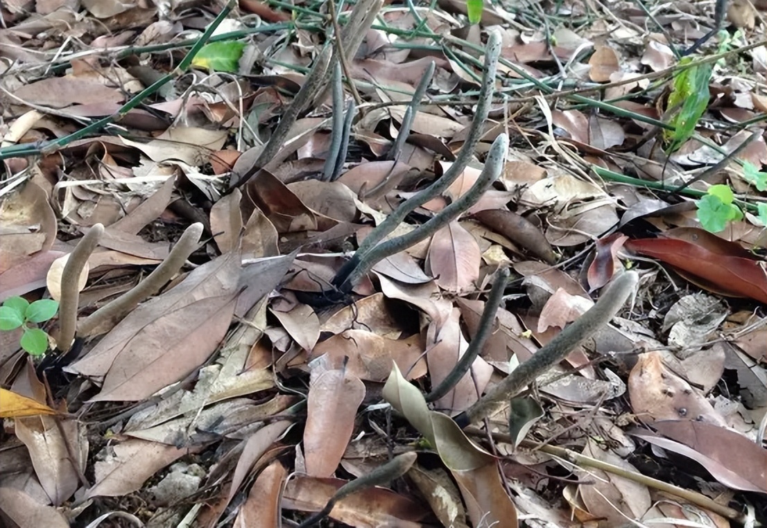 白参菌多少钱一斤(它叫) - 价格百科