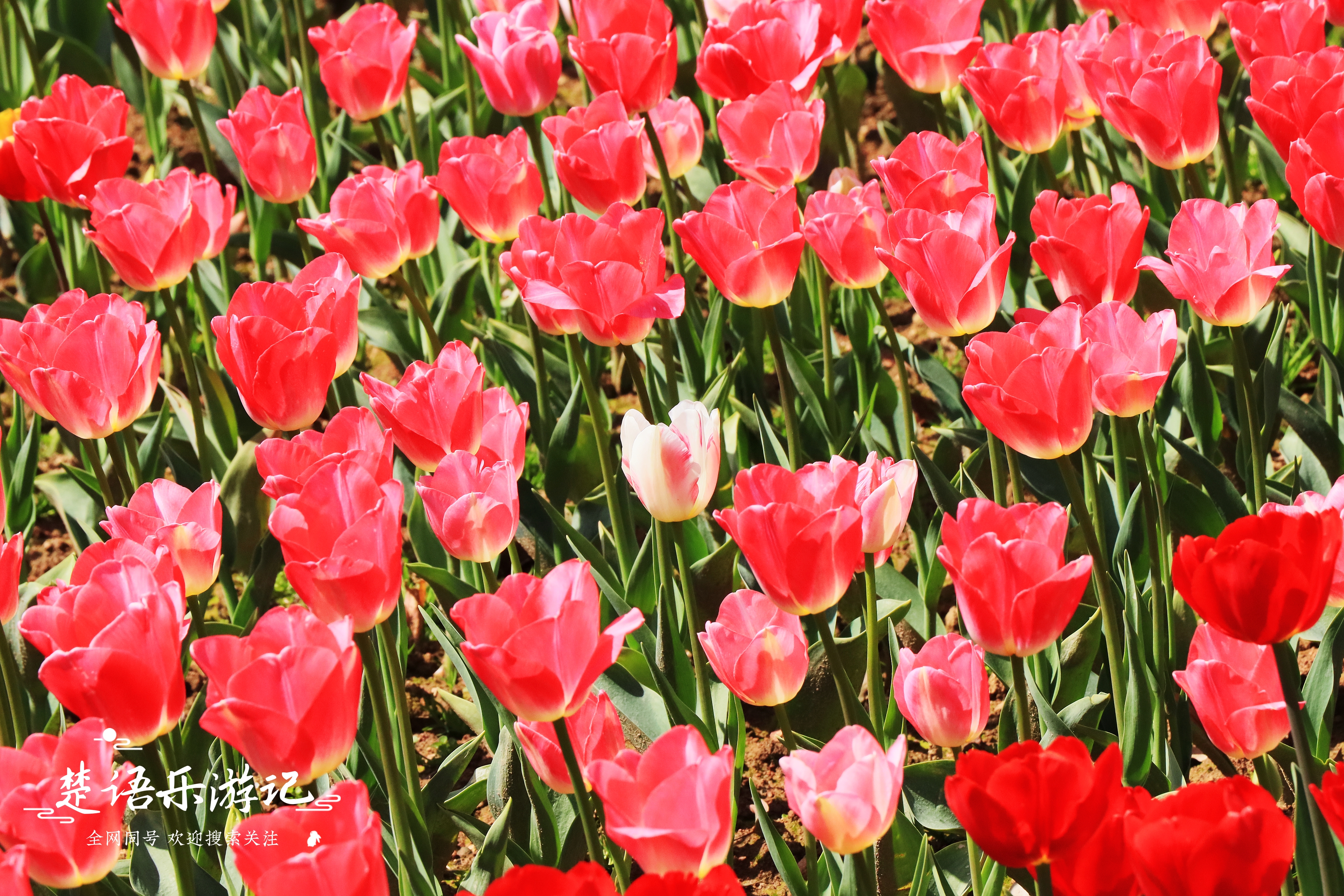 东面有郁金香花海，西面有油菜花海，浙江省宁波市这个公园又火了