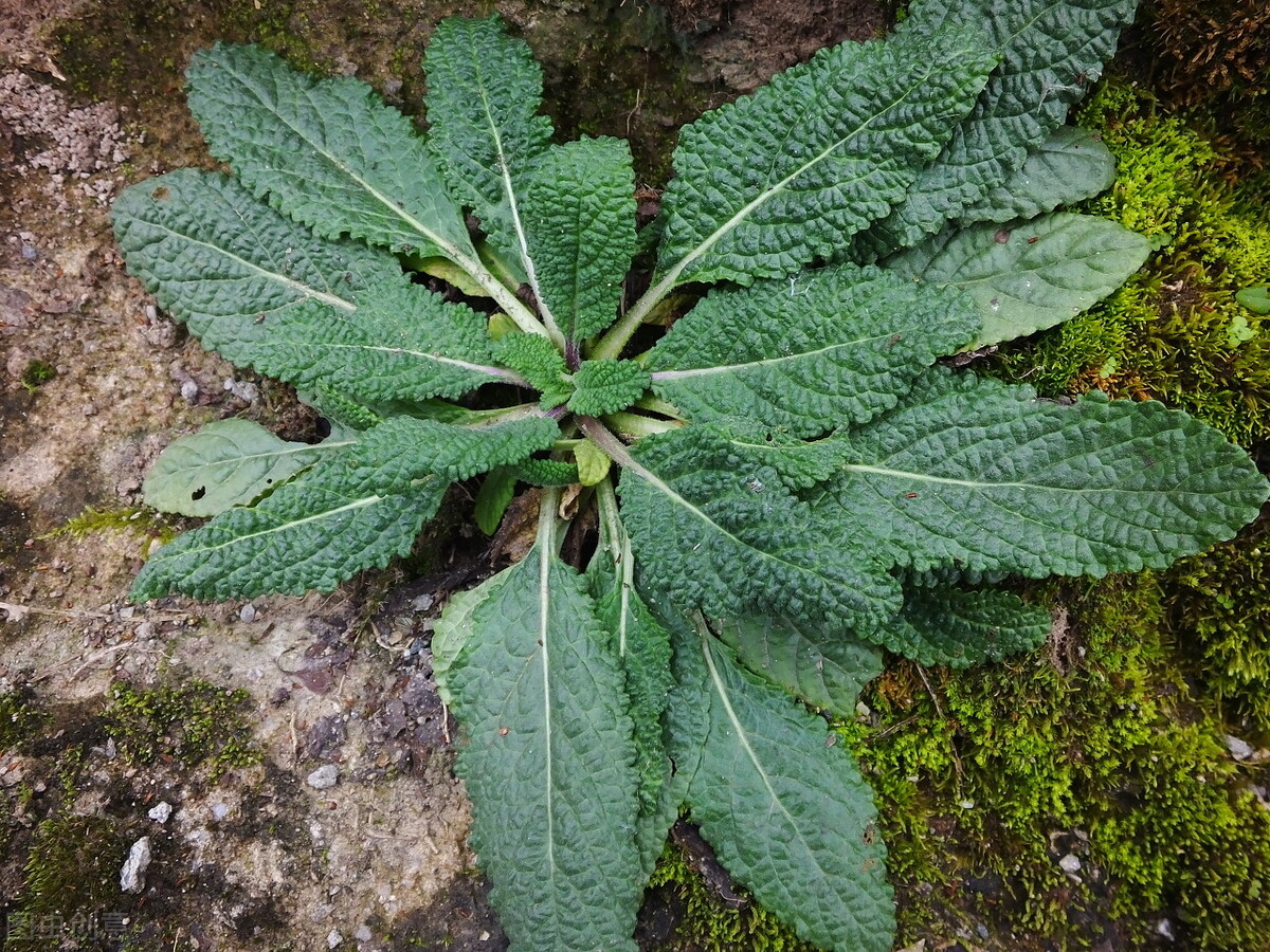 童年的美味长大后却很难吃到的100种野菜你吃过几种三