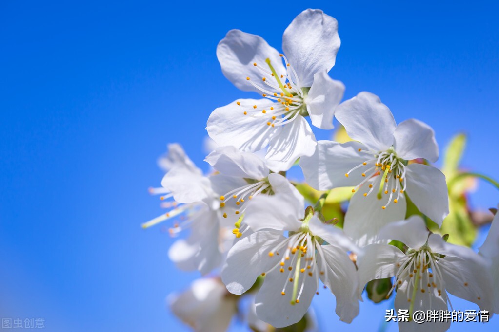 四季轮回，春华秋实；淡淡的花香，伴着淡淡的心情，也蛮不错的