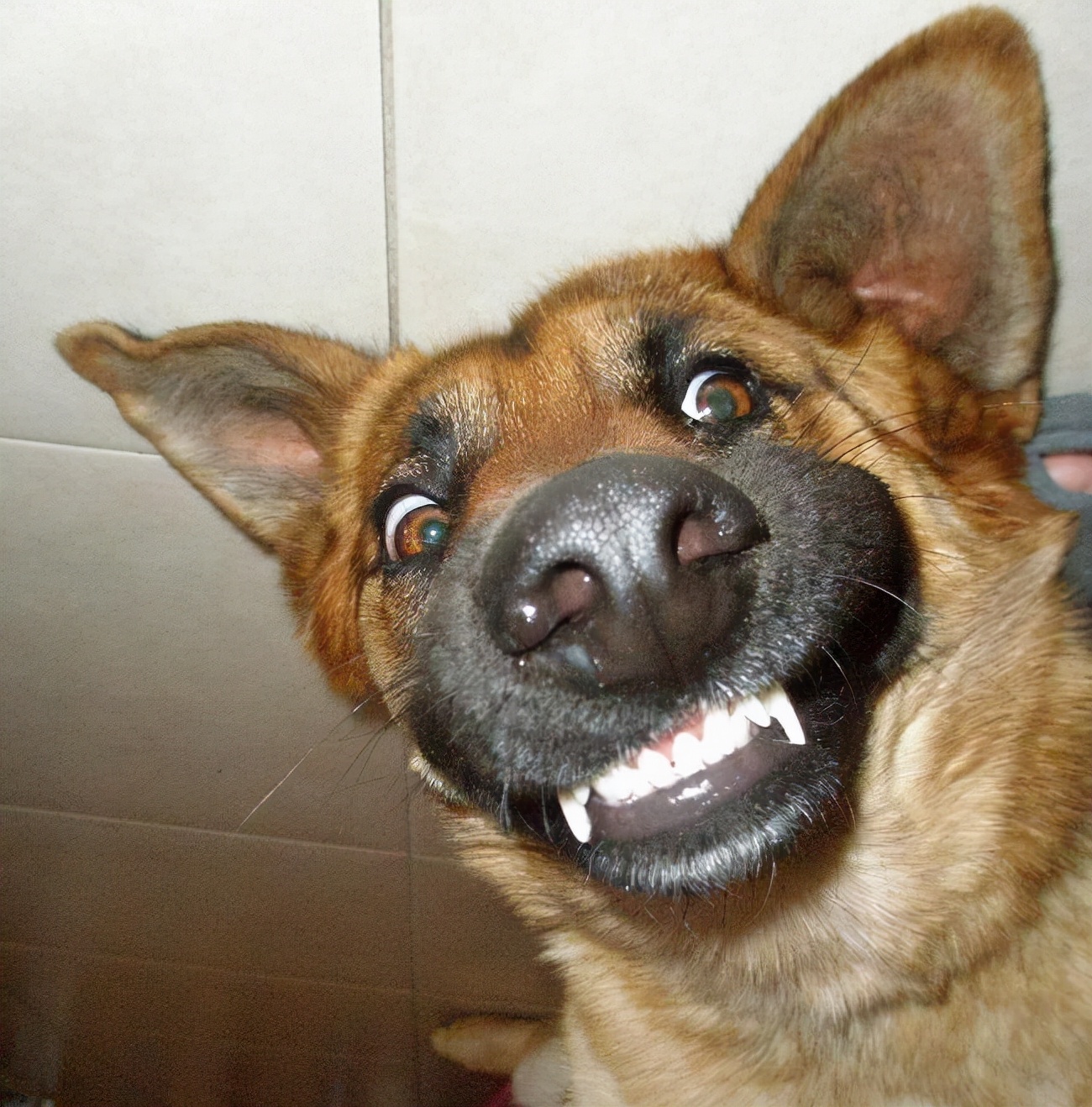 的情绪是比较不稳定的,而且对很多事物都是比较敏感的,经常会龇牙咧嘴