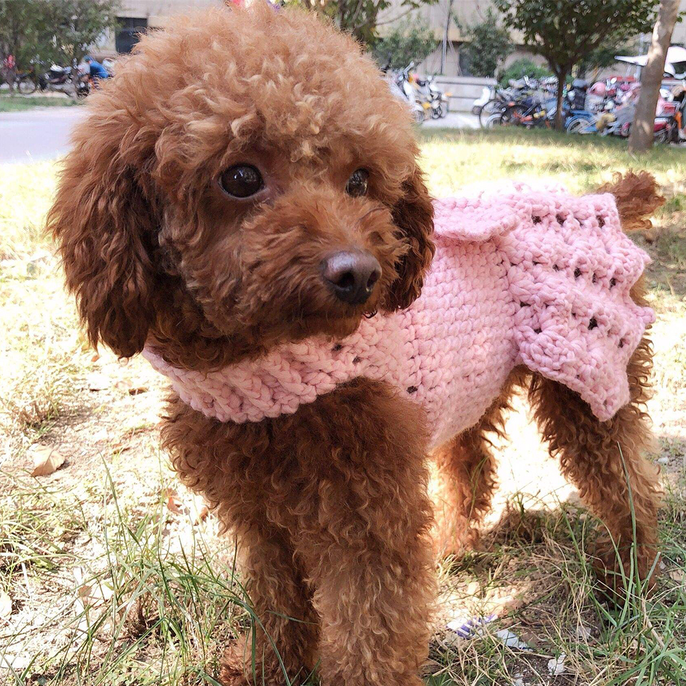 最会讨好人，误解最深的狗狗：“泰迪犬”性格全面解析