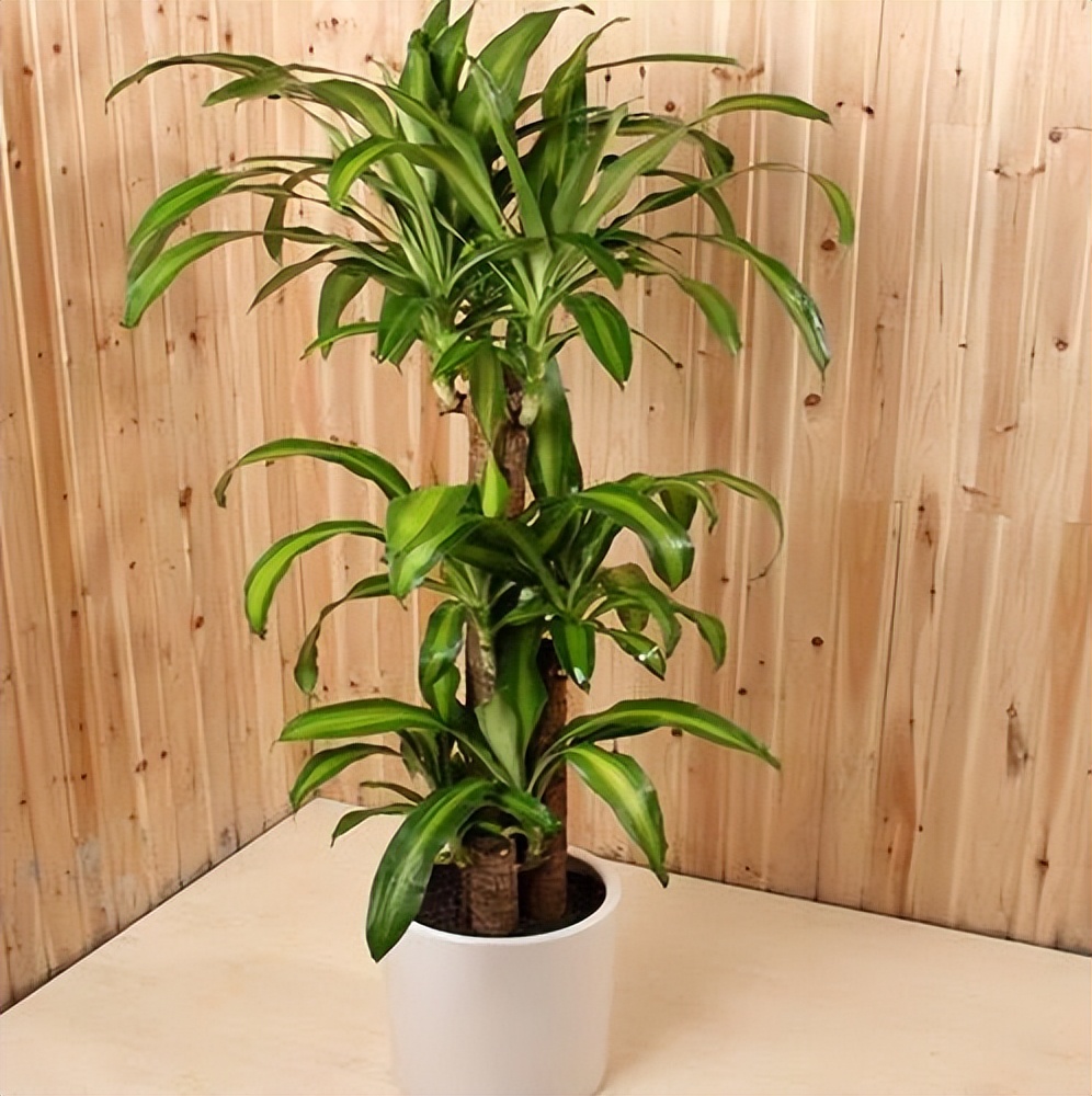 6种彩叶植物，养眼添姿彩！祛除异味有特效，好养还省心