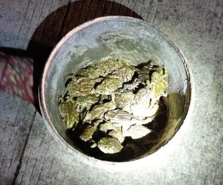 抓癩蛤蟆刮蟾酥被捕上熱搜！一斤上萬元的蟾酥是抗癌良藥？