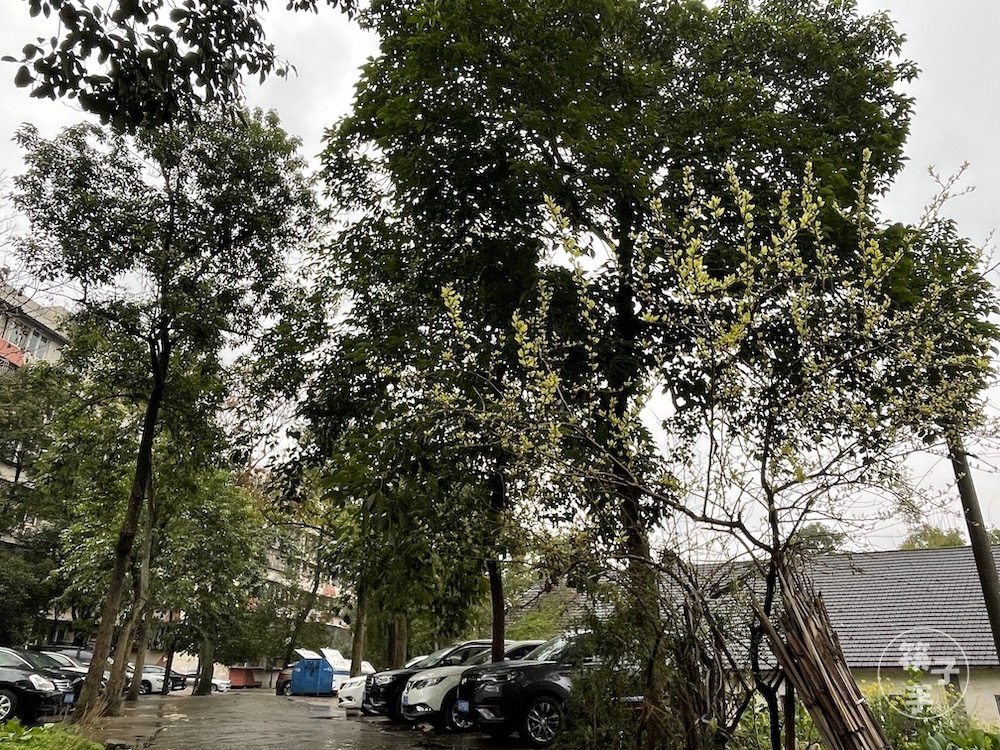 重庆炮校：重庆大学城里的第一座学校