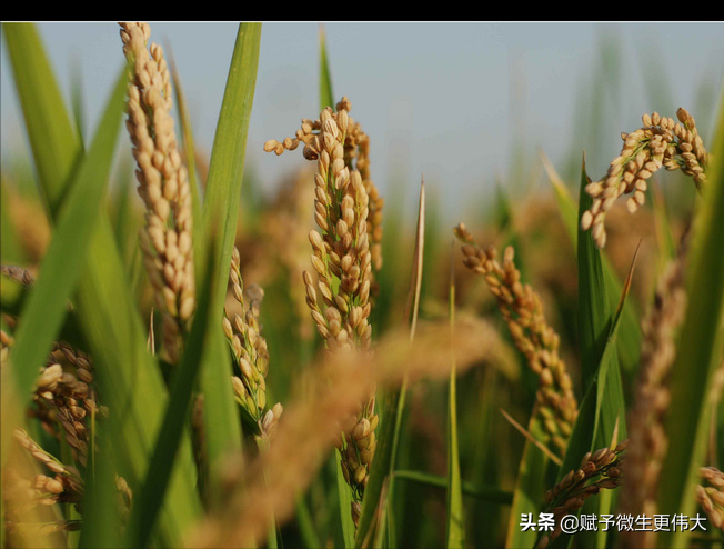 又朝见——西夏天盛放秋时