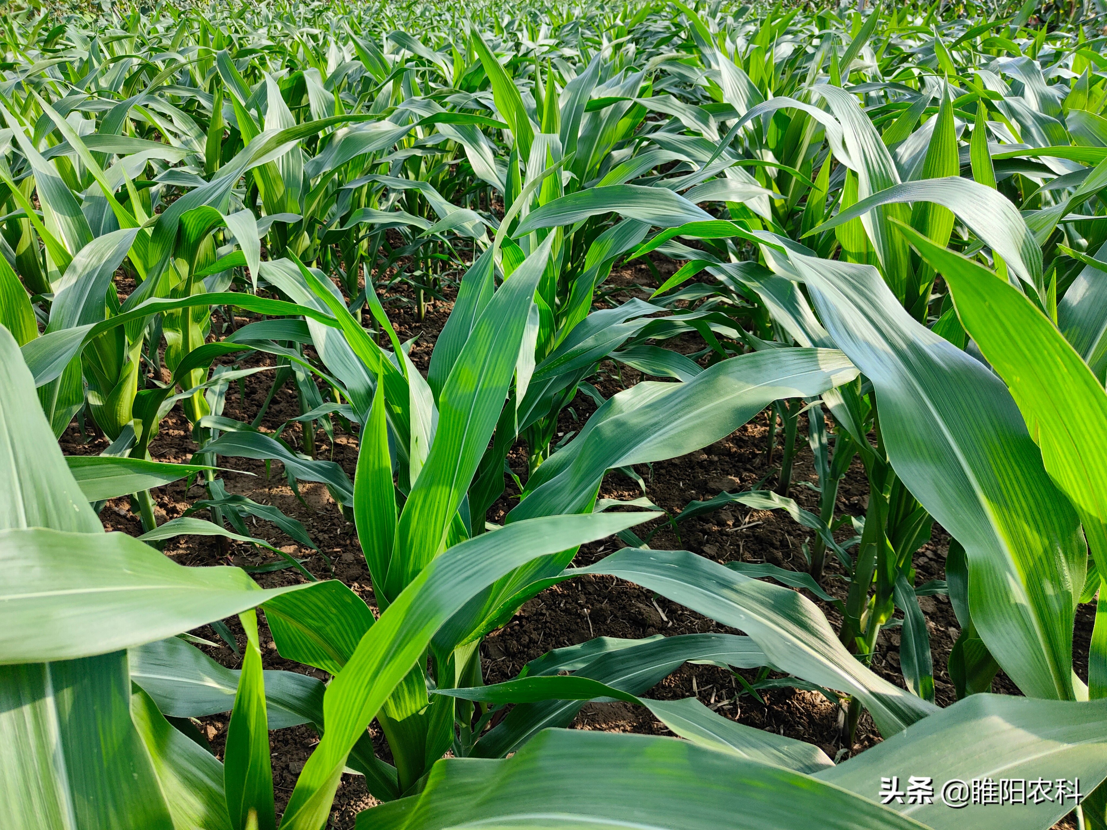 玉米拔节期图片