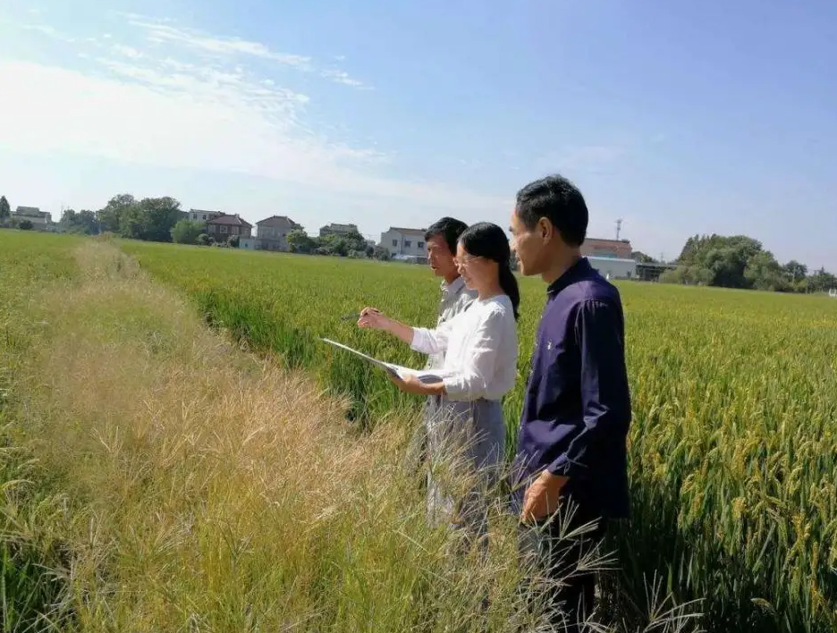 高级会计师待遇（正高级专业技术职称有哪些）