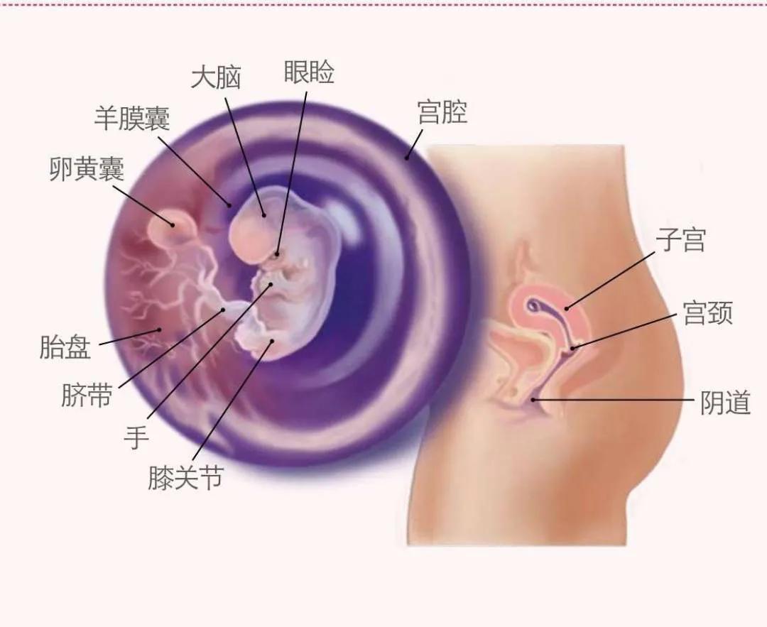 准妈妈们看过来，一文告诉你孩子在肚子里的点滴变化