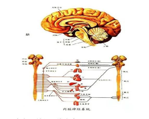 盤點氫氣對人體代謝、循環、呼吸、神經系統疾病的好處與作用