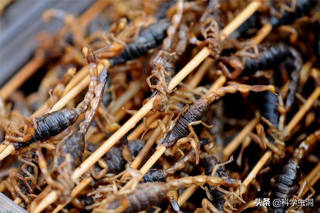 疯狂！每年吃掉100吨蝎子，多地无蝎可捉，暴利下暗藏多少隐忧？