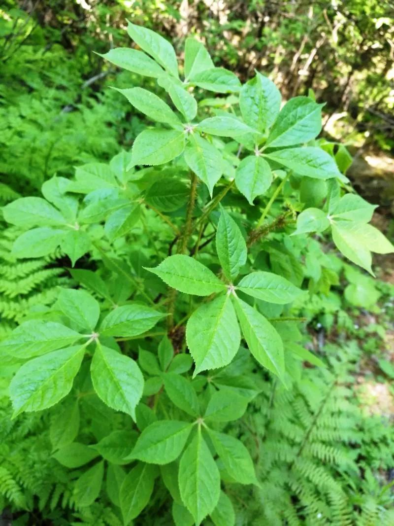 野薑圖片(這52種野菜) - 赤虎壹號