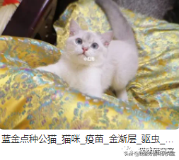 美短猫多少钱一只(买猫防坑指南3：猫的价格规律，和三十种常见品种猫的合理价格)