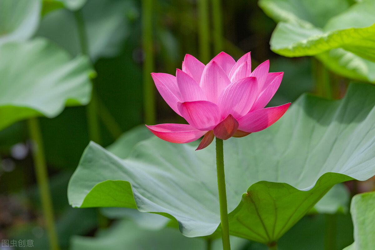 2022年三伏天热不热？按老祖宗说法，四月初十“穷日”这天有答案