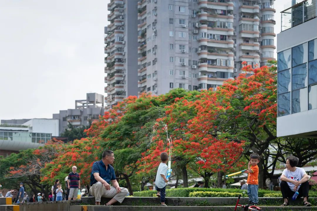 深圳华侨城生态广场——凤凰花海见证深圳20余年变迁 / AUBE