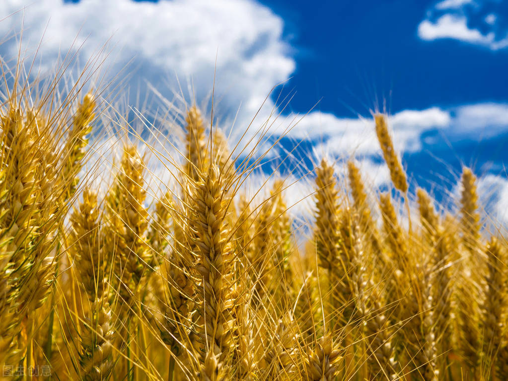 3月9日国内各地小麦价格发布