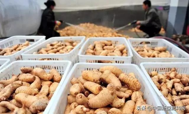 农村这些作物,明年种植,赚钱多,利润很可观,价格一直在涨