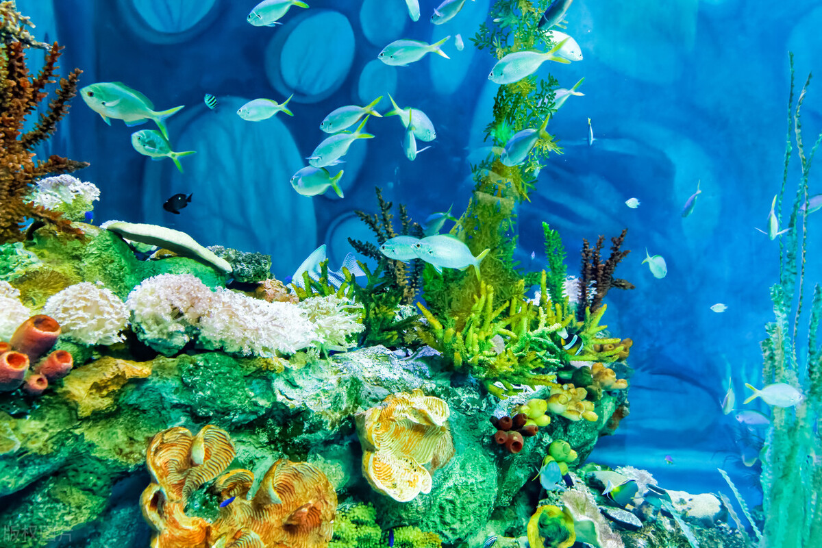 超出你想象的深海世界