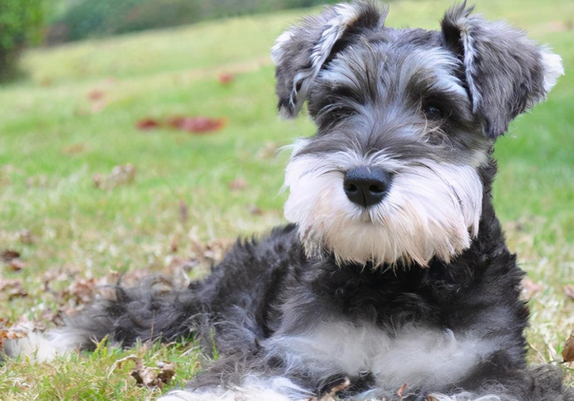 雪纳瑞是梗类犬智商最高的狗狗,它的嫉妒心是很重的,也是很腹黑的狗狗