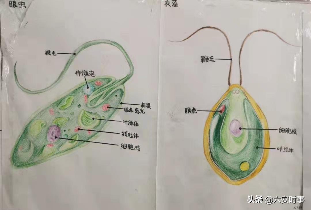 皋城中学金安路校区七年级组开展线上教学(图35)