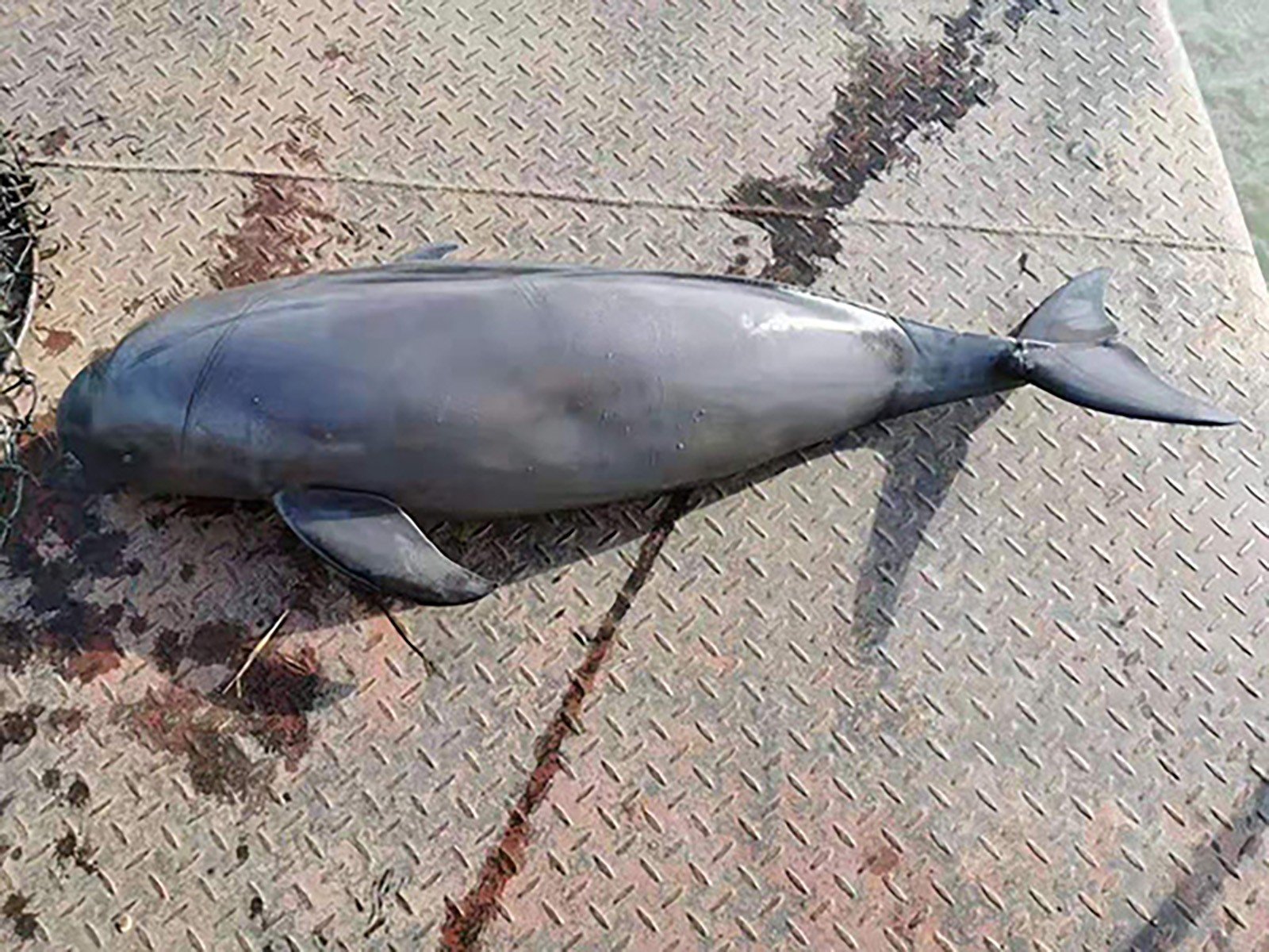 体重292斤,体长超180cm,靠吃印度人,鲶鱼活生生变成了水怪