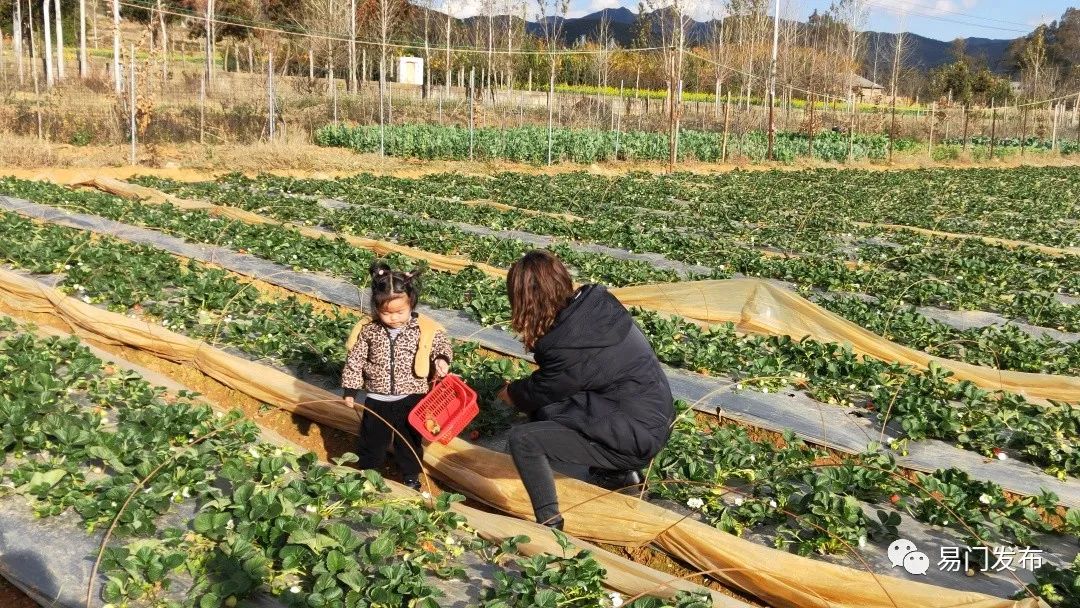 龙泉街道曾所社区：小草莓结出“致富果”?