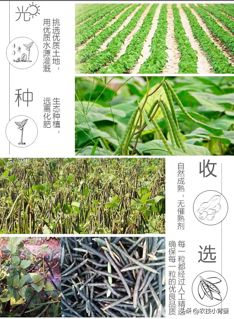 大家总结出了各种(绿豆怎样种植管理才能更高产？从播种到采收注意这11个方面)