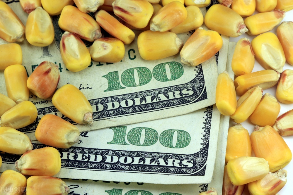 10月17日全国最新玉米价格：绥化象屿落5厘，绥化昊天落1分
