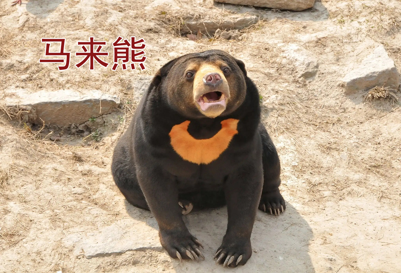 亚洲黑熊身材壮硕,胸口有v字白斑