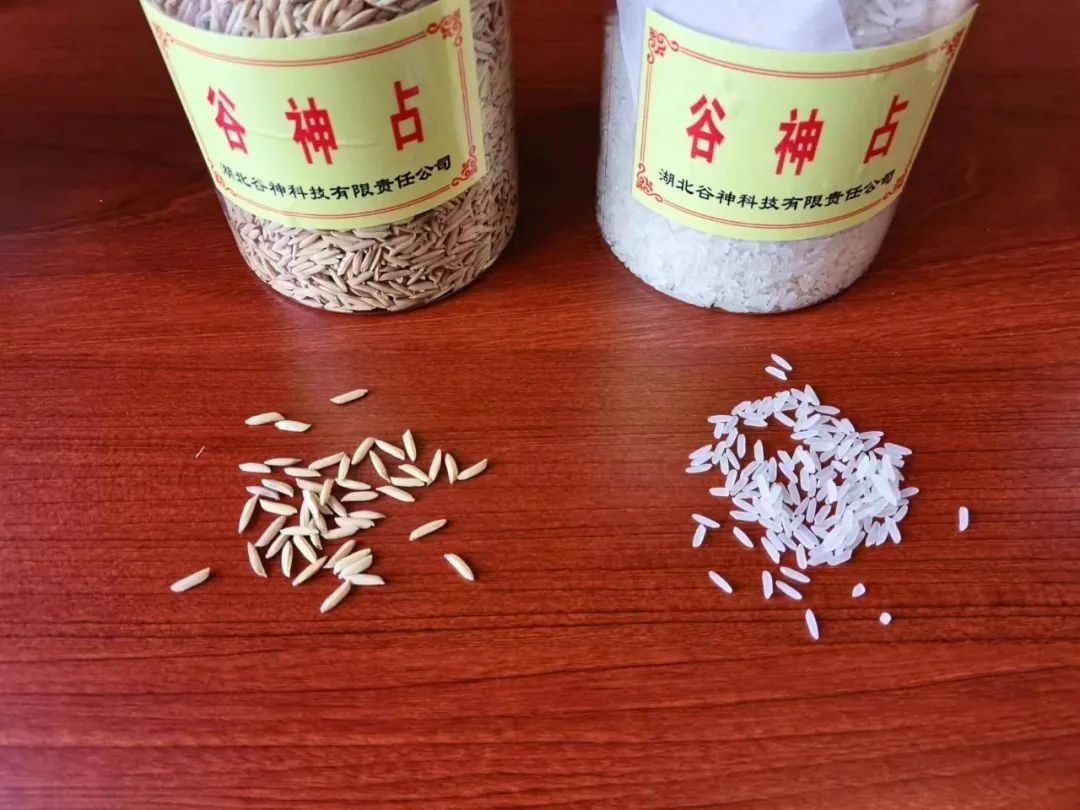 最新米神的个人频道（谷神科技“谷神占”获评“荆楚粮油”好吃大米品种）