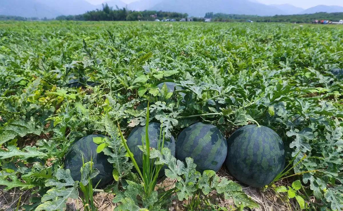 西瓜原产地在哪里(记住全国10大西瓜之乡)