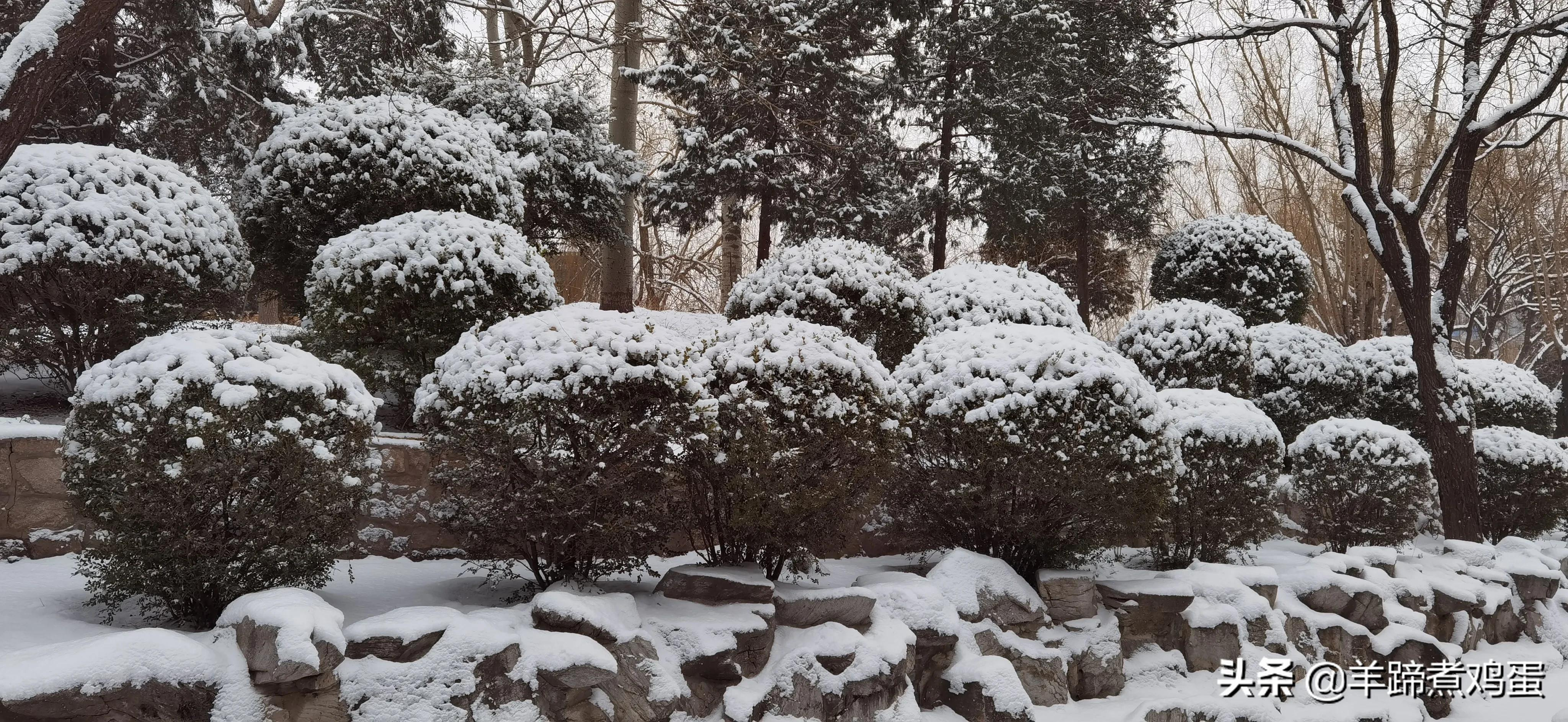 难览观园全画景雪覆腊梅一隅香——踏雪寻游北京大观园