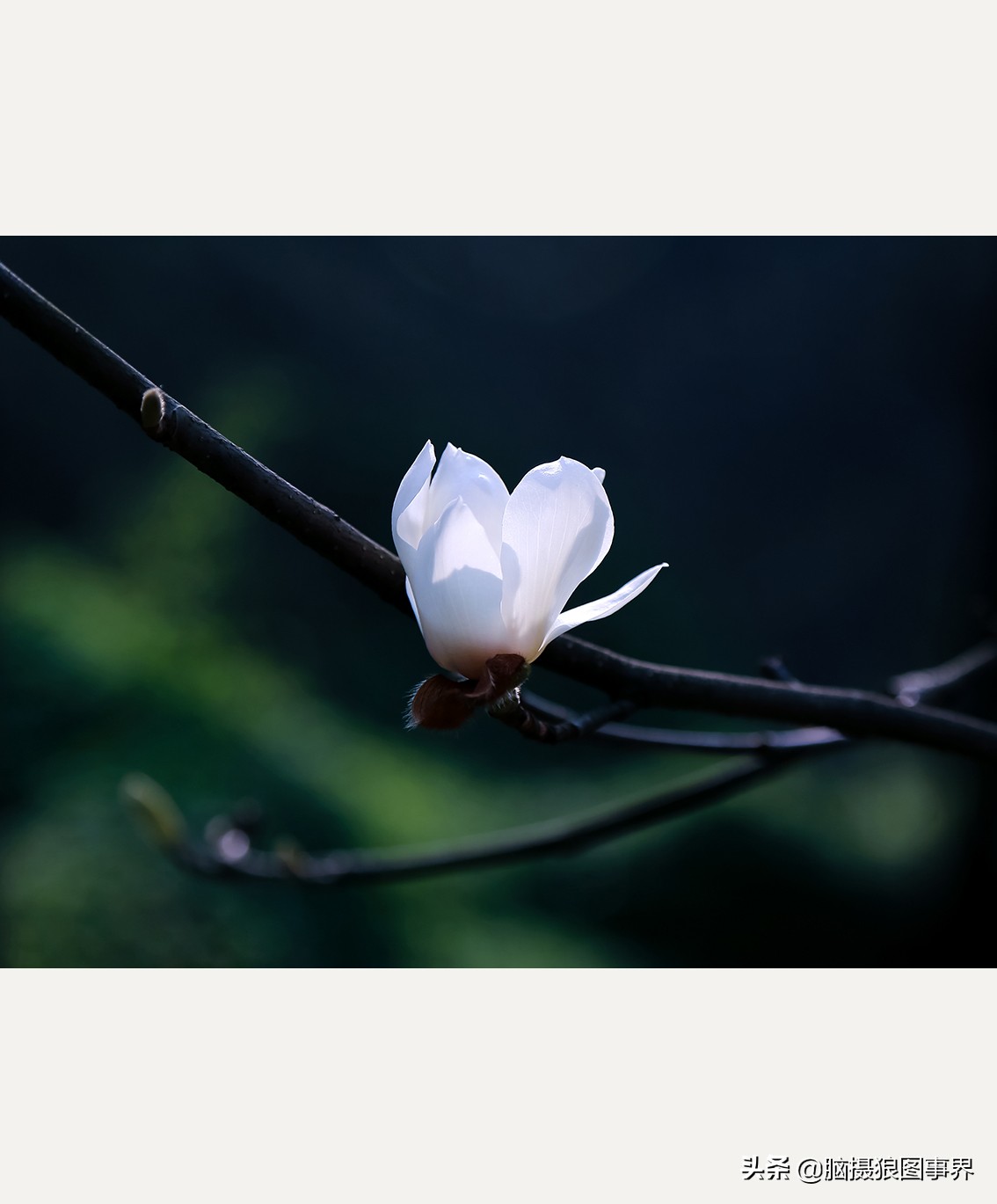 玉蘭花圖片,玉蘭花圖片大全大圖