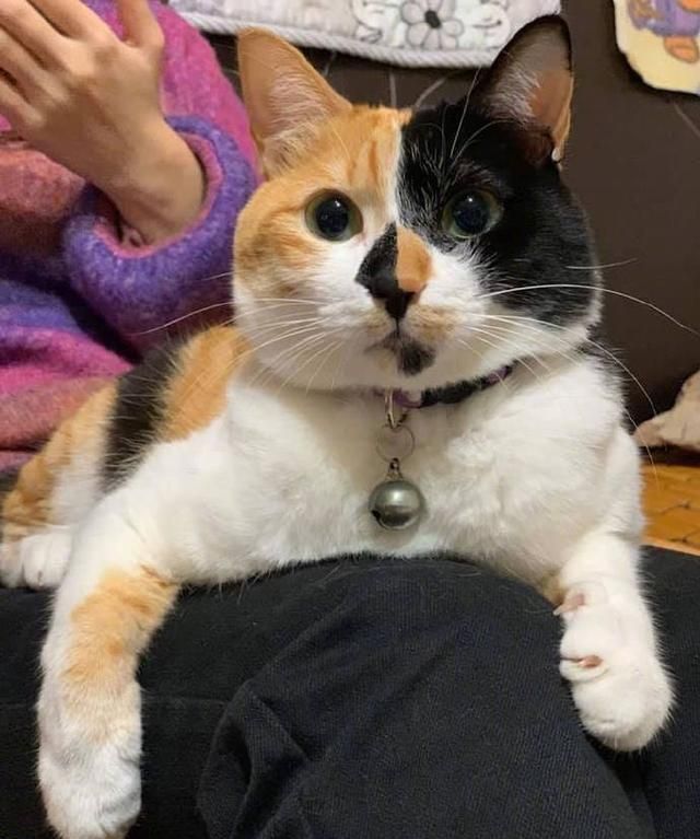 如果可以,一定要养一只三花猫