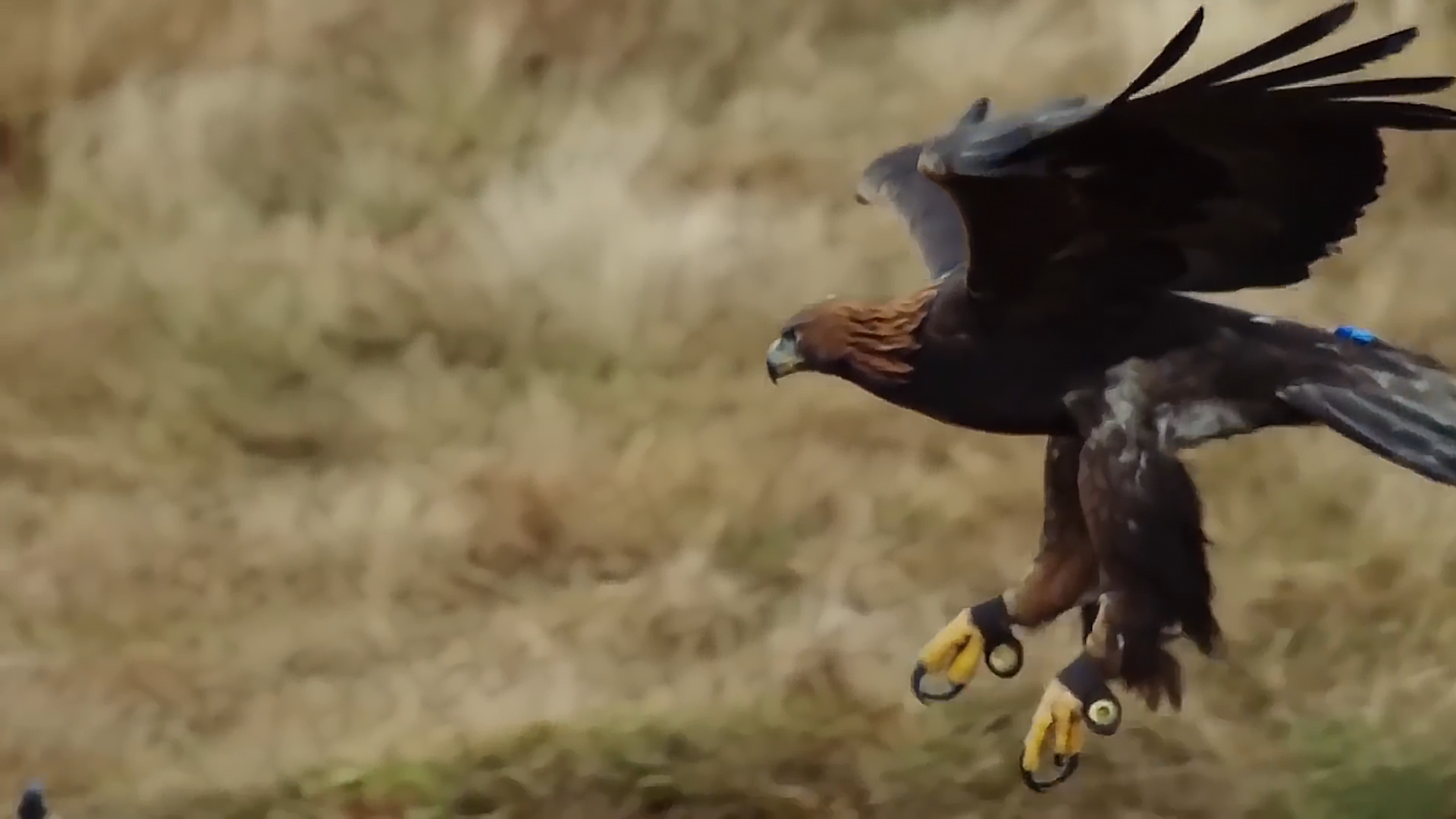 蜜蜂为新冠疫情立功，老鹰帮助抓恶人，动物的神奇天赋不可小瞧